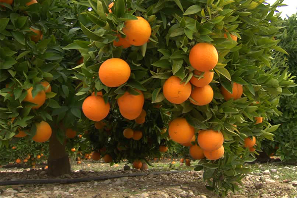 Orange Orchards